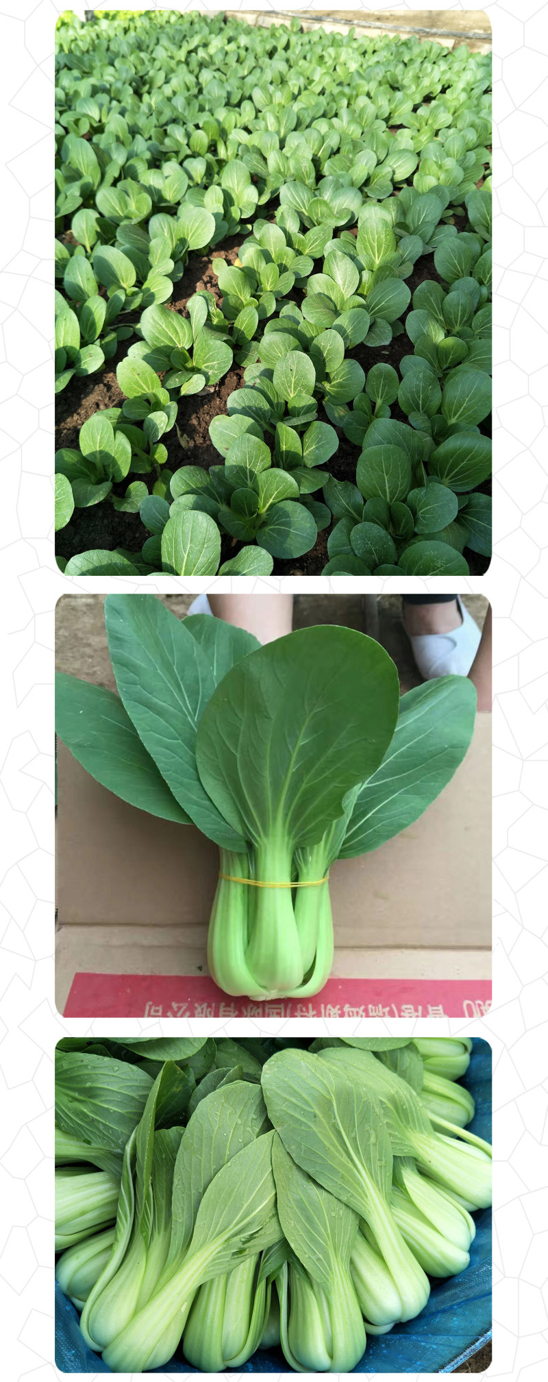 中科茂华蔬菜种子绿抗王杂交青梗菜种子颜色翠绿叶柄宽厚