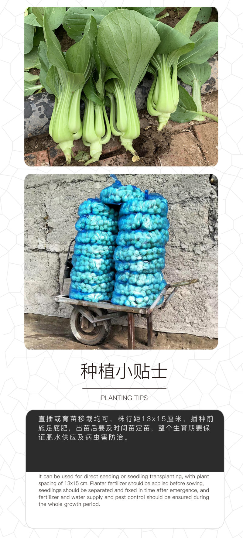 中科茂华蔬菜种子绿抗王杂交青梗菜种子颜色翠绿叶柄宽厚