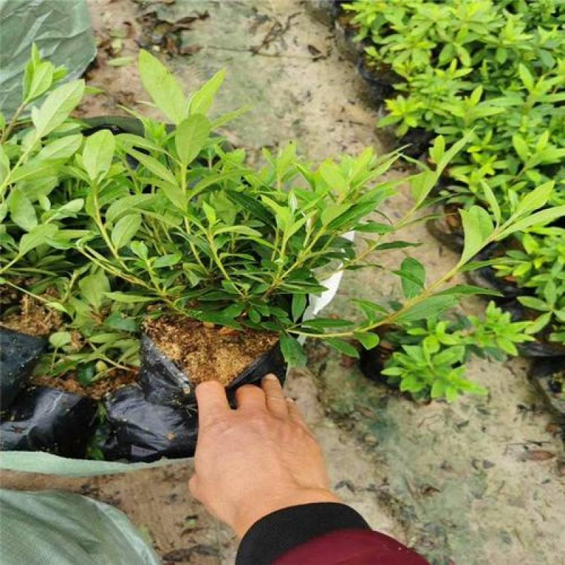 精品红继木小苗毛杜鹃产地直供现货供应欢迎选购！