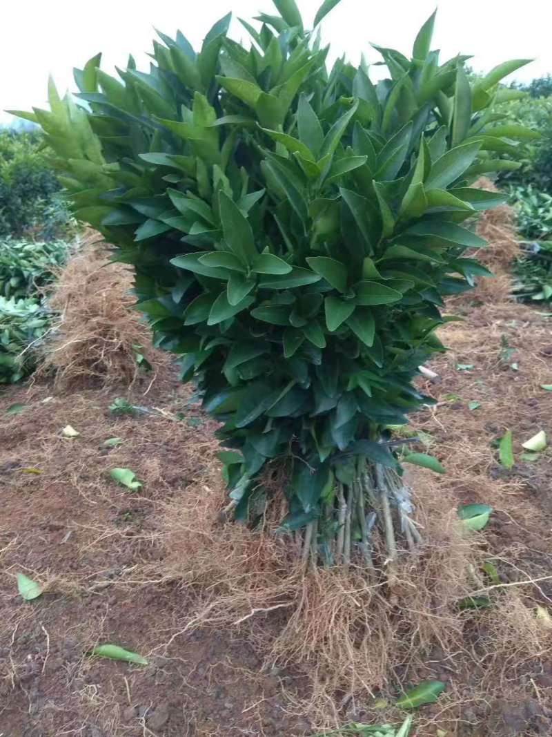 精品沃柑地苗产地直供欢迎选购量大从优！