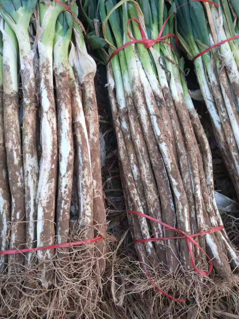 河南长白大葱，大型种植基地，产地直销，量大从优，长年供应