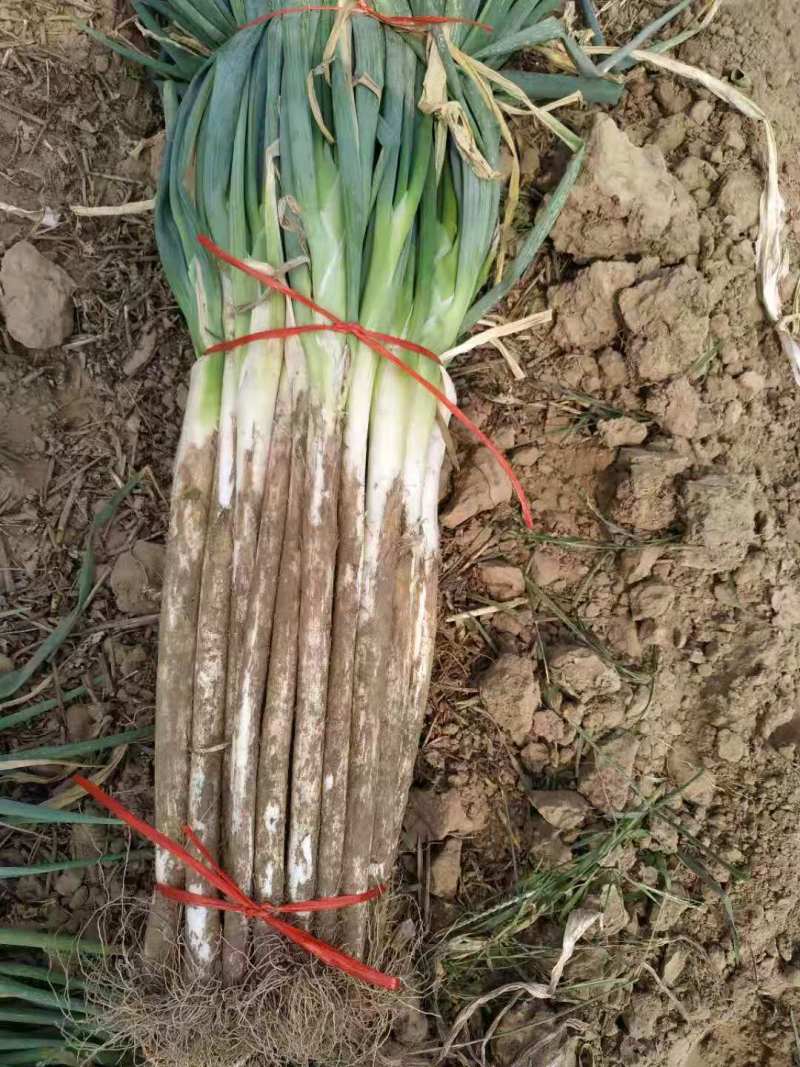 河南长白大葱，大型种植基地，产地直销，量大从优，长年供应