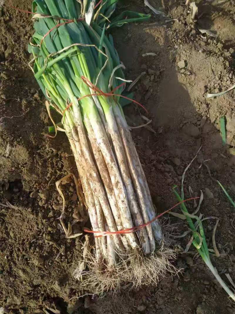 河南长白大葱，大型种植基地，产地直销，量大从优，长年供应