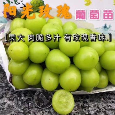 【保真苗】阳光玫瑰葡萄苗地栽四季种植果树嫁接特大当年结果
