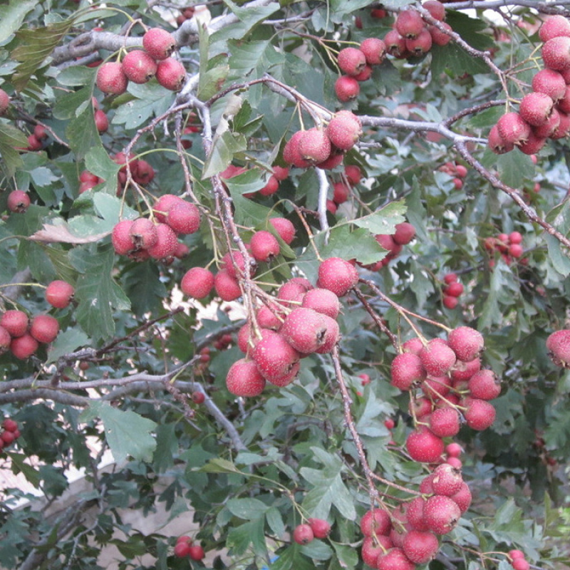 无核山楂干泡茶片干山楂片泡水中心圈无籽去核新鲜