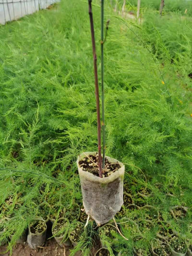 紫绿白色芦笋苗种根四季种植蔬菜花卉绿植阳台盆栽多面生大田