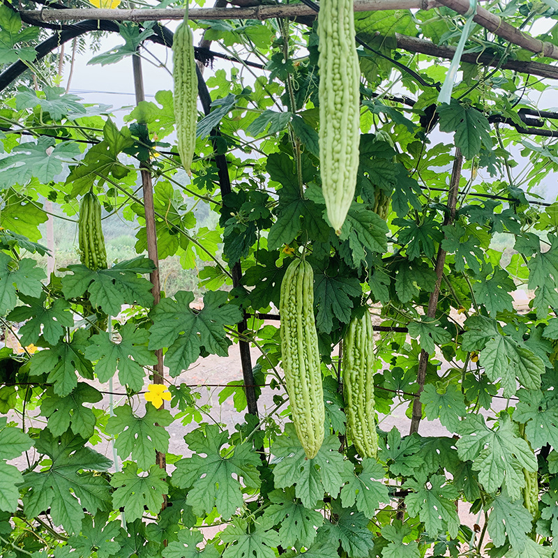 中科茂华蔬菜种子青秀苦瓜种子光泽翠绿肉厚腔小耐湿耐高温