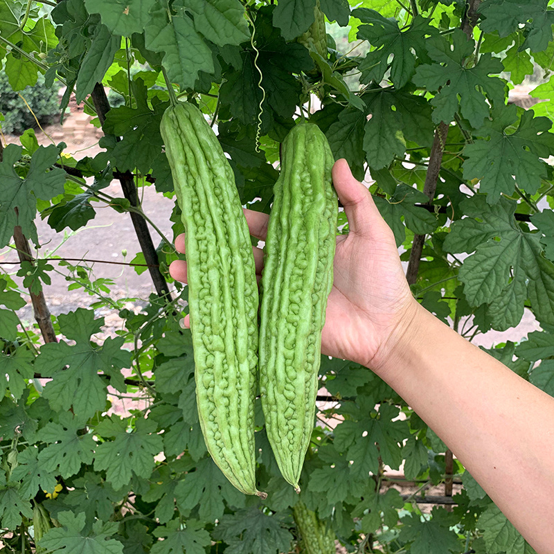 中科茂华蔬菜种子青秀苦瓜种子光泽翠绿肉厚腔小耐湿耐高温