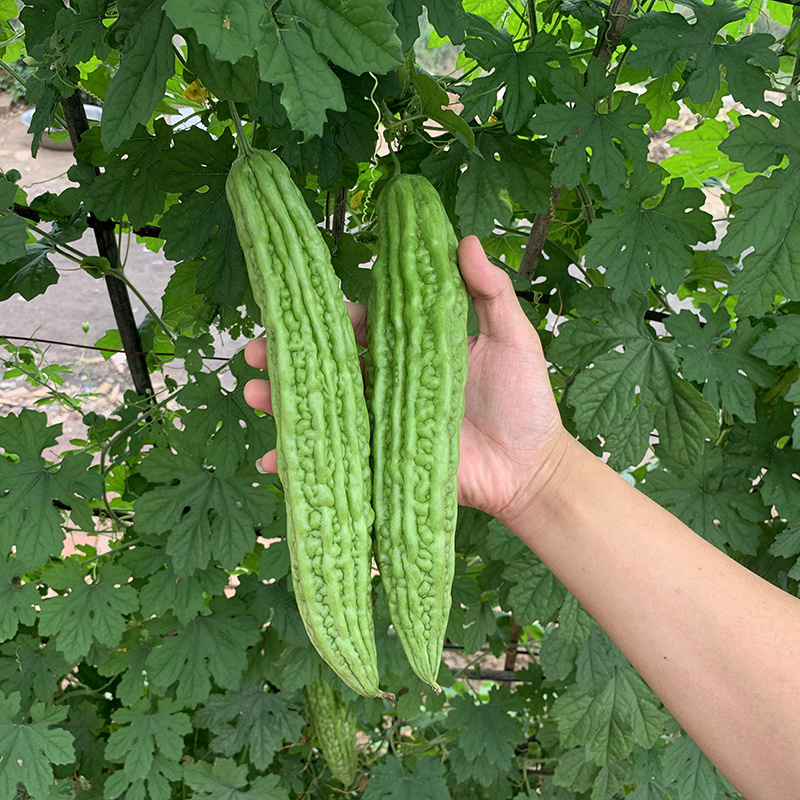 中科茂华蔬菜种子青秀苦瓜种子光泽翠绿肉厚腔小耐湿耐高温