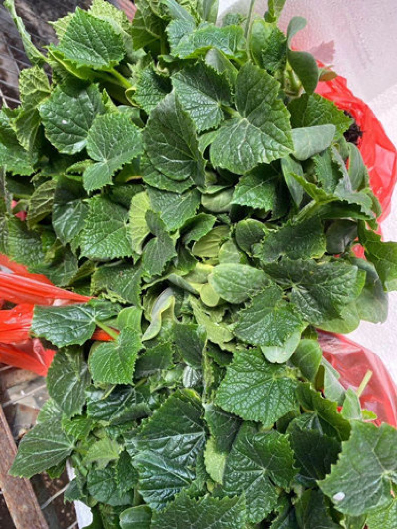 黄瓜嫁接苗早春茬黄瓜苗德瑞特黄瓜苗厂