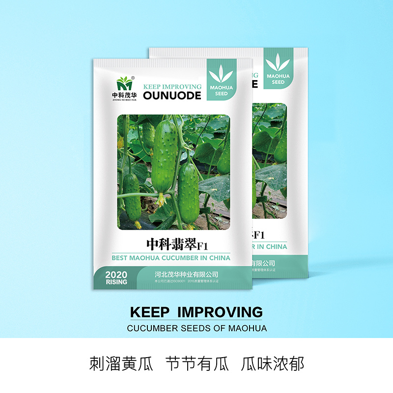 中科茂华黄瓜种子中科翡翠无苦味全雌系节节有瓜易管理高产
