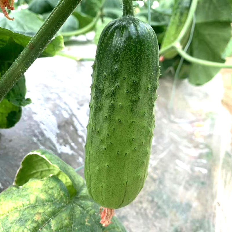 中科茂华黄瓜种子中科翡翠无苦味全雌系节节有瓜易管理高产