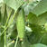 中科茂华黄瓜种子中科翡翠无苦味全雌系节节有瓜易管理高产
