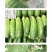 中科茂华黄瓜种子中科翡翠无苦味全雌系节节有瓜易管理高产