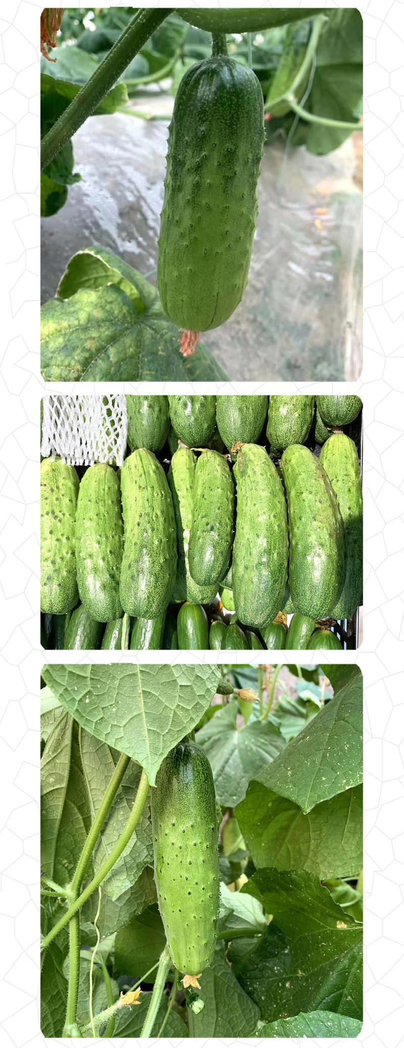 中科茂华黄瓜种子中科翡翠无苦味全雌系节节有瓜易管理高产
