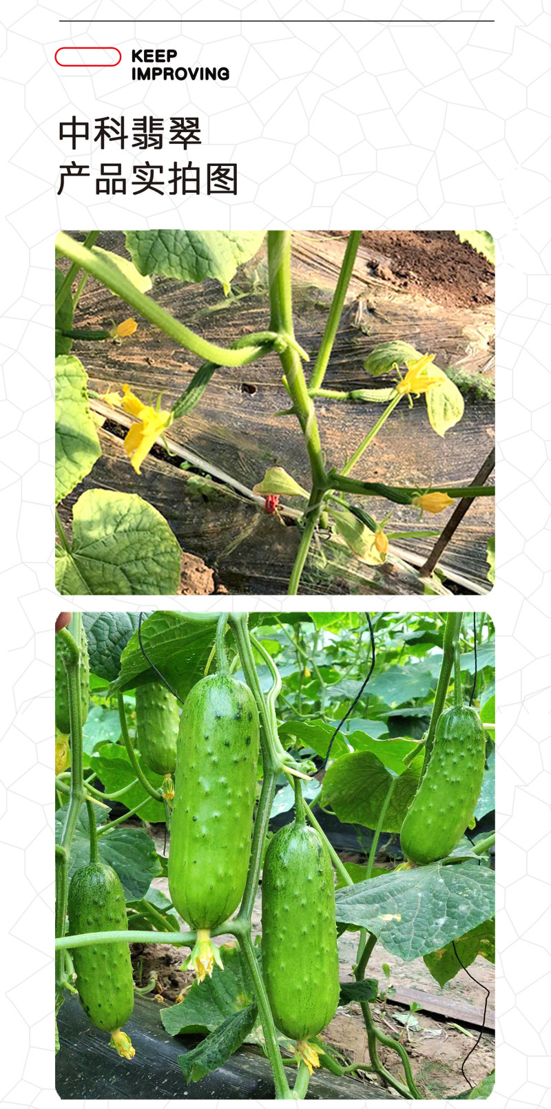 中科茂华黄瓜种子中科翡翠无苦味全雌系节节有瓜易管理高产