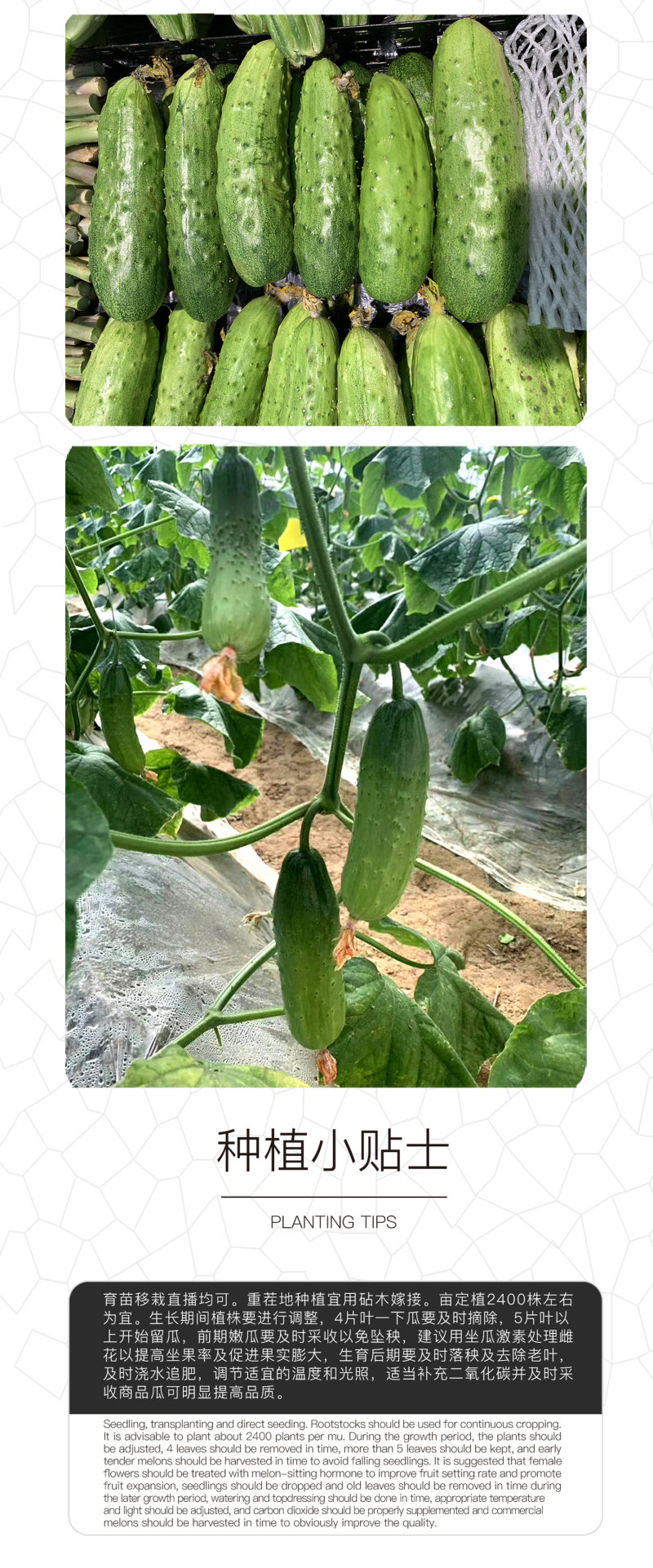 中科茂华黄瓜种子中科翡翠无苦味全雌系节节有瓜易管理高产