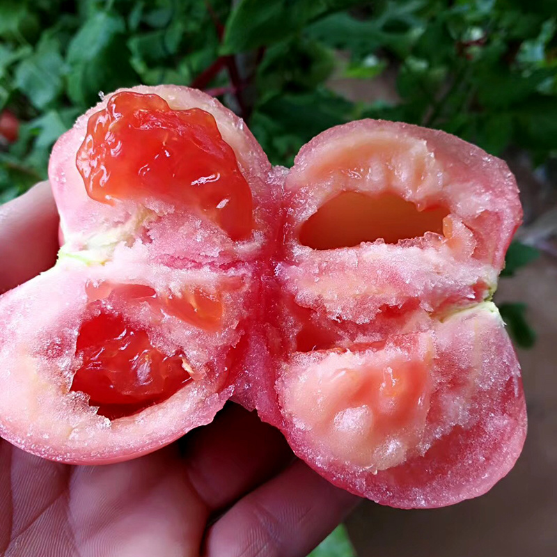 中科茂华蔬菜种子黛安娜番茄种子果实高圆形粉红色果型耐裂果