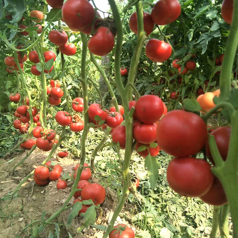 中科茂华蔬菜种子黛安娜番茄种子果实高圆形粉红色果型耐裂果