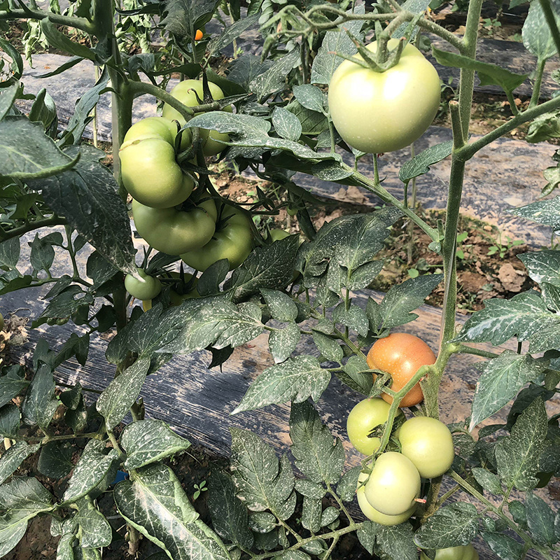 中科茂华蔬菜种子黛安娜番茄种子果实高圆形粉红色果型耐裂果