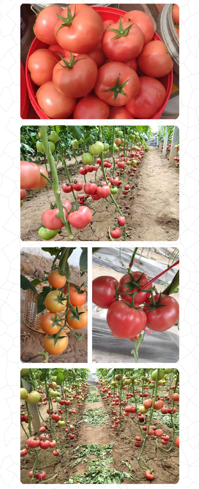 中科茂华蔬菜种子黛安娜番茄种子果实高圆形粉红色果型耐裂果