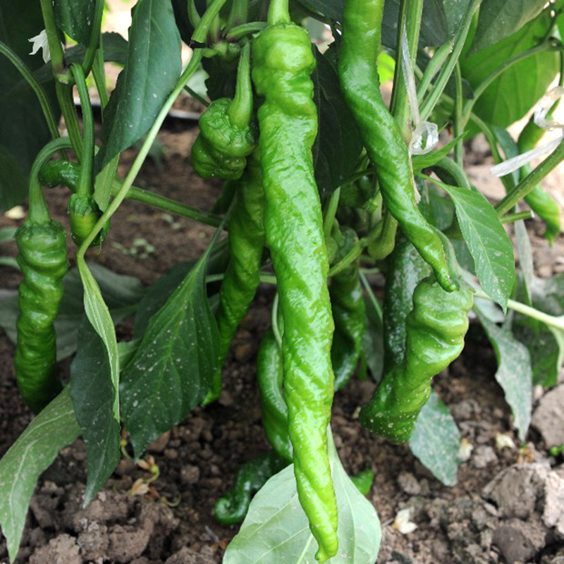 中科茂华蔬菜种子天椒105辣椒种子大果型深绿色皮薄质脆