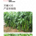 中科茂华蔬菜种子天椒105辣椒种子大果型深绿色皮薄质脆