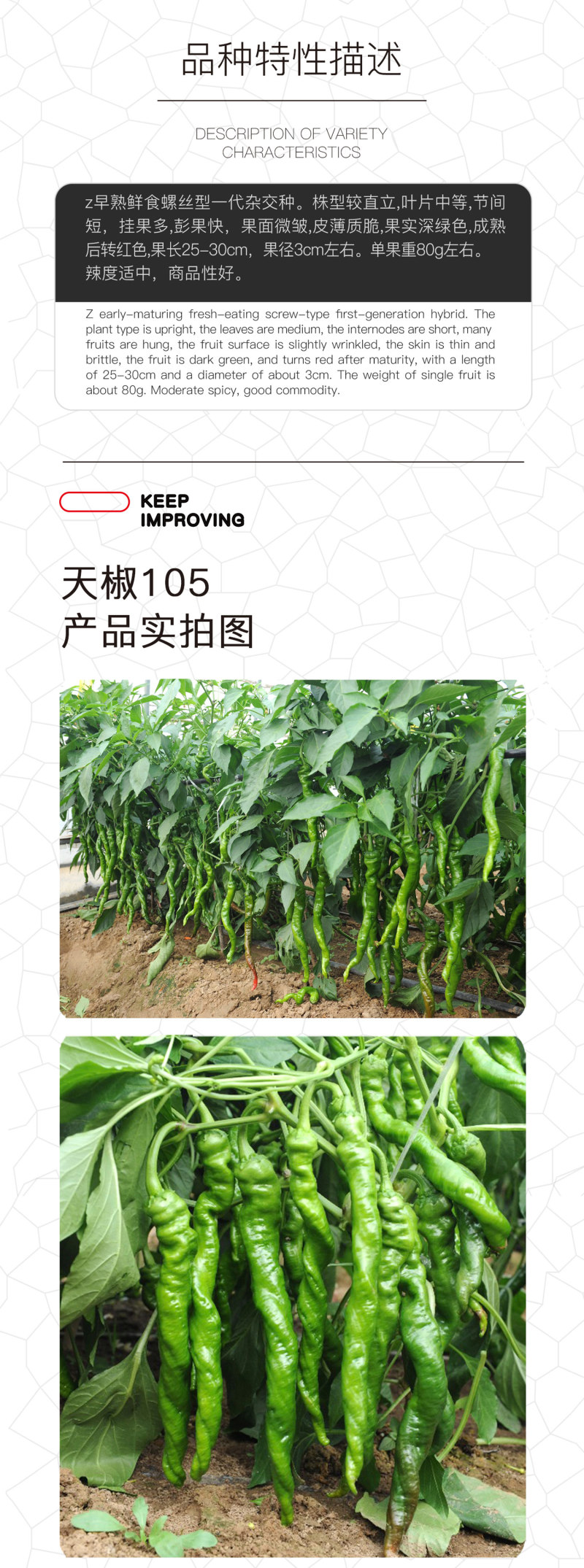 中科茂华蔬菜种子天椒105辣椒种子大果型深绿色皮薄质脆