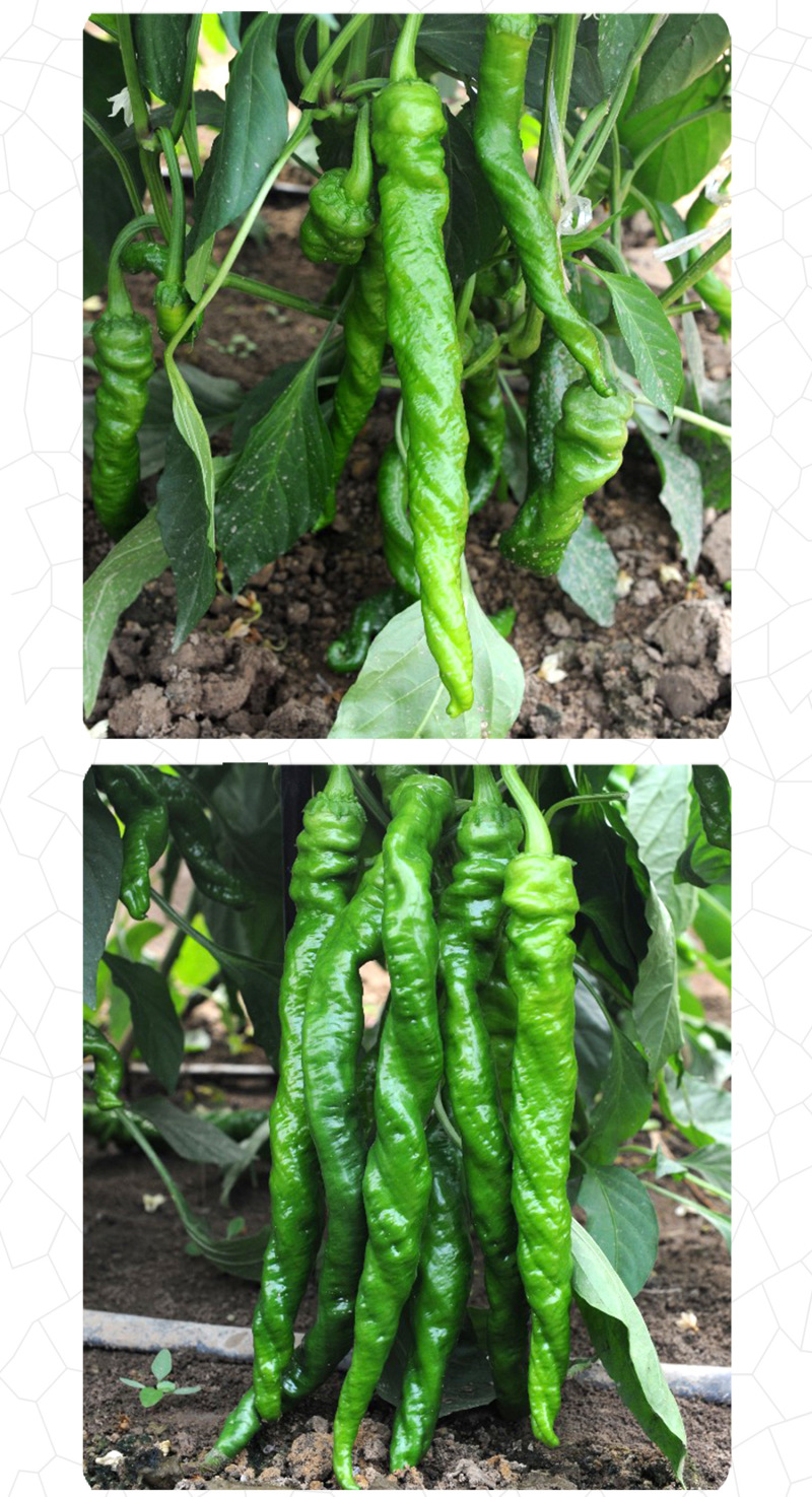 中科茂华蔬菜种子天椒105辣椒种子大果型深绿色皮薄质脆