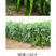 中科茂华蔬菜种子天椒105辣椒种子大果型深绿色皮薄质脆