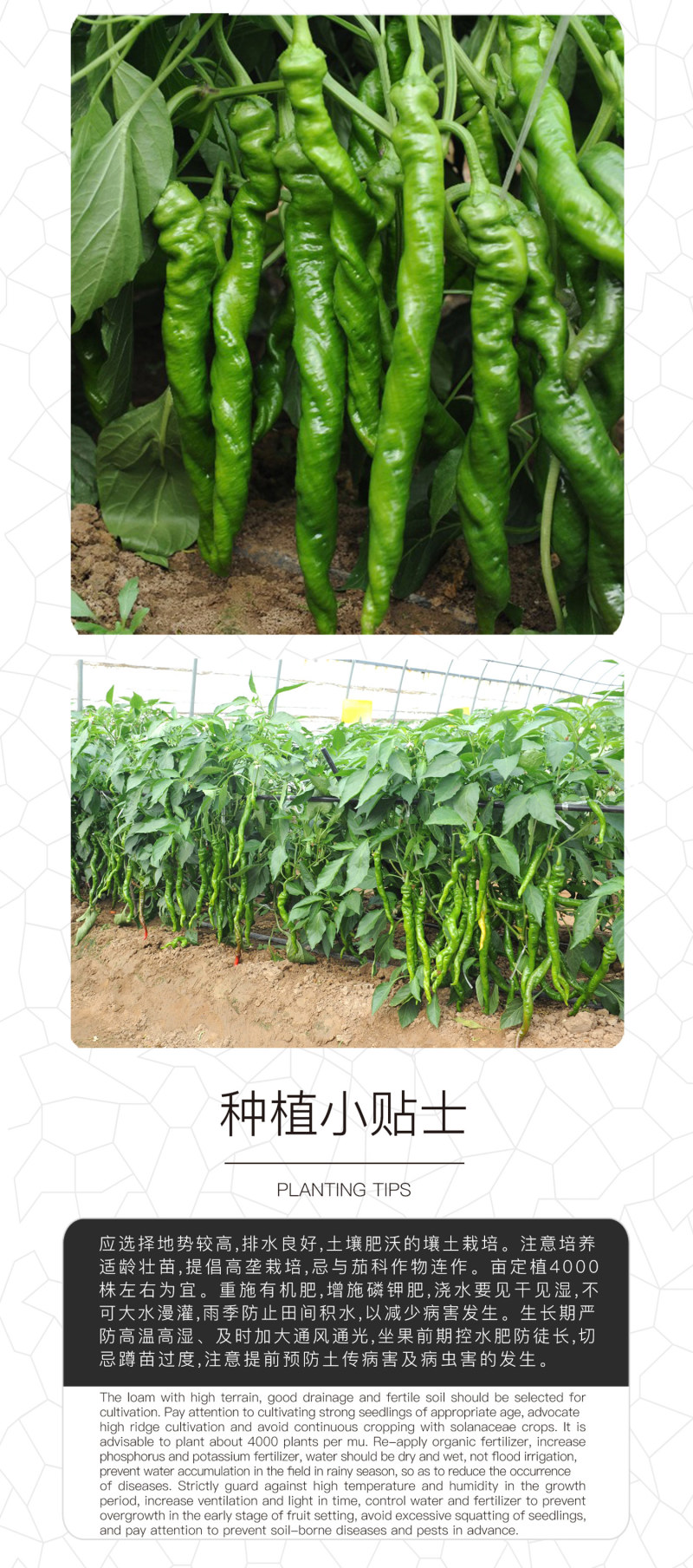 中科茂华蔬菜种子天椒105辣椒种子大果型深绿色皮薄质脆