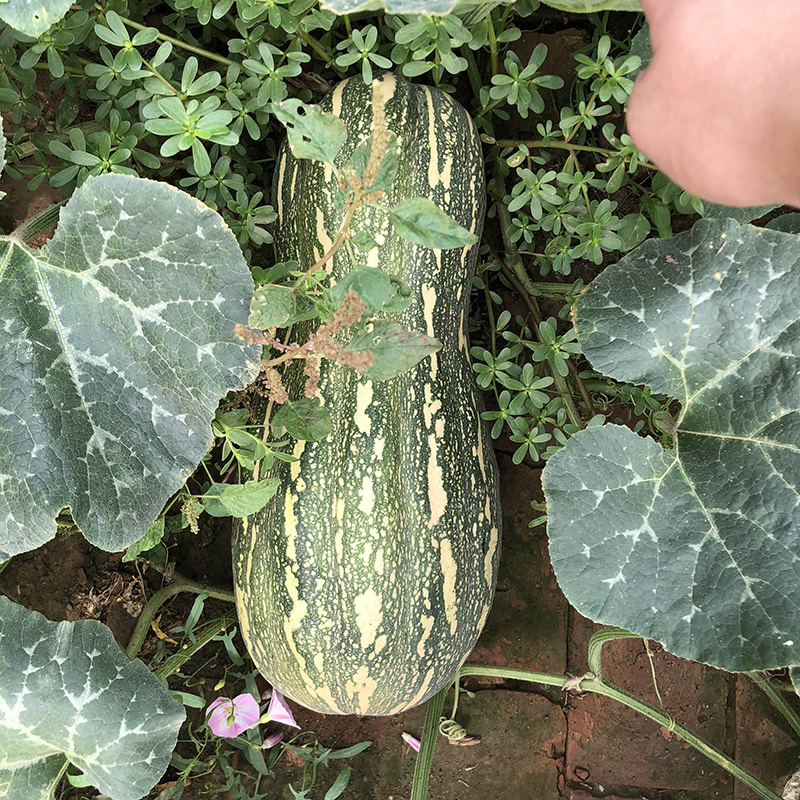 中科茂华蔬菜种子罗汉早蜜本南瓜种子甜面肉色橘红甜度高