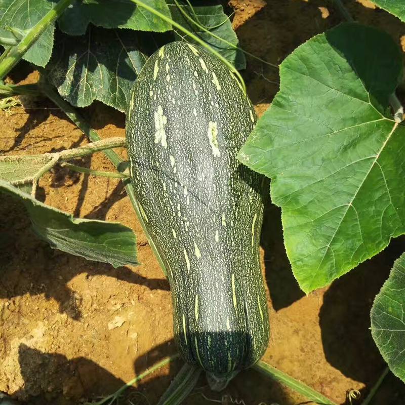 中科茂华蔬菜种子罗汉早蜜本南瓜种子甜面肉色橘红甜度高