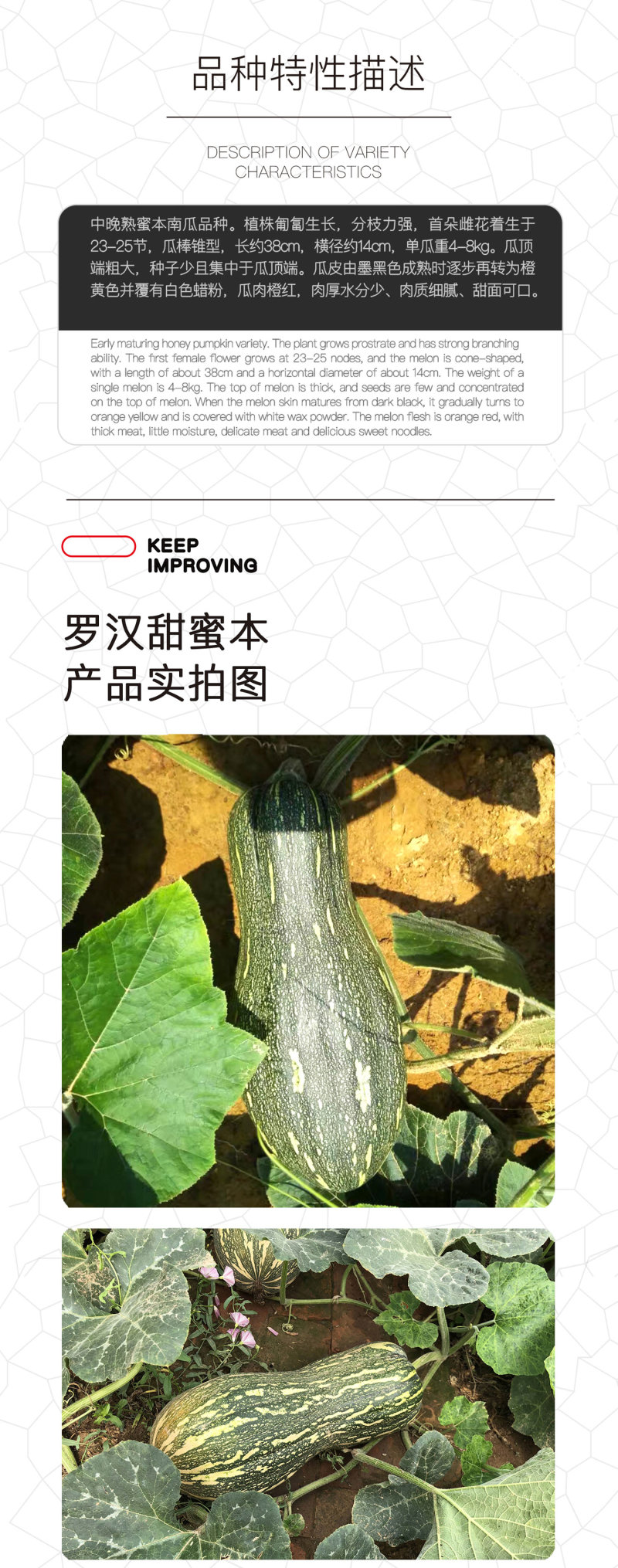中科茂华蔬菜种子罗汉早蜜本南瓜种子甜面肉色橘红甜度高
