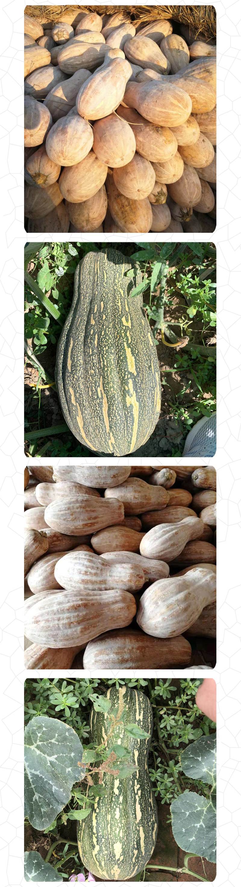 中科茂华蔬菜种子罗汉早蜜本南瓜种子甜面肉色橘红甜度高