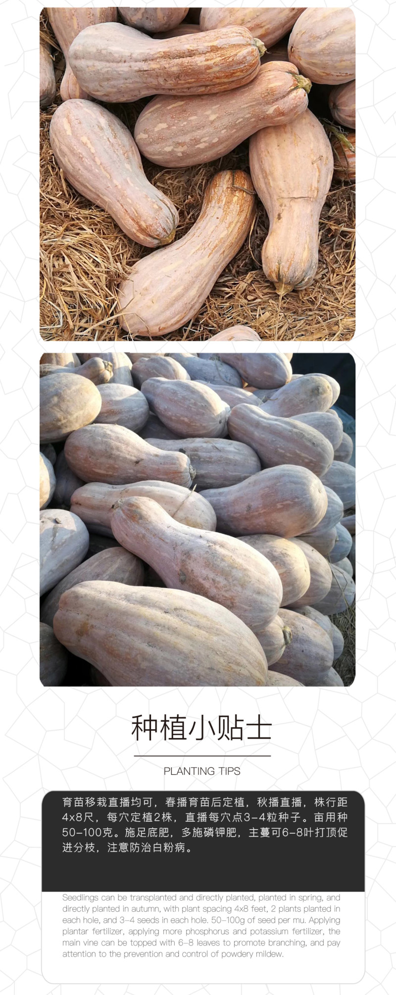 中科茂华蔬菜种子罗汉早蜜本南瓜种子甜面肉色橘红甜度高