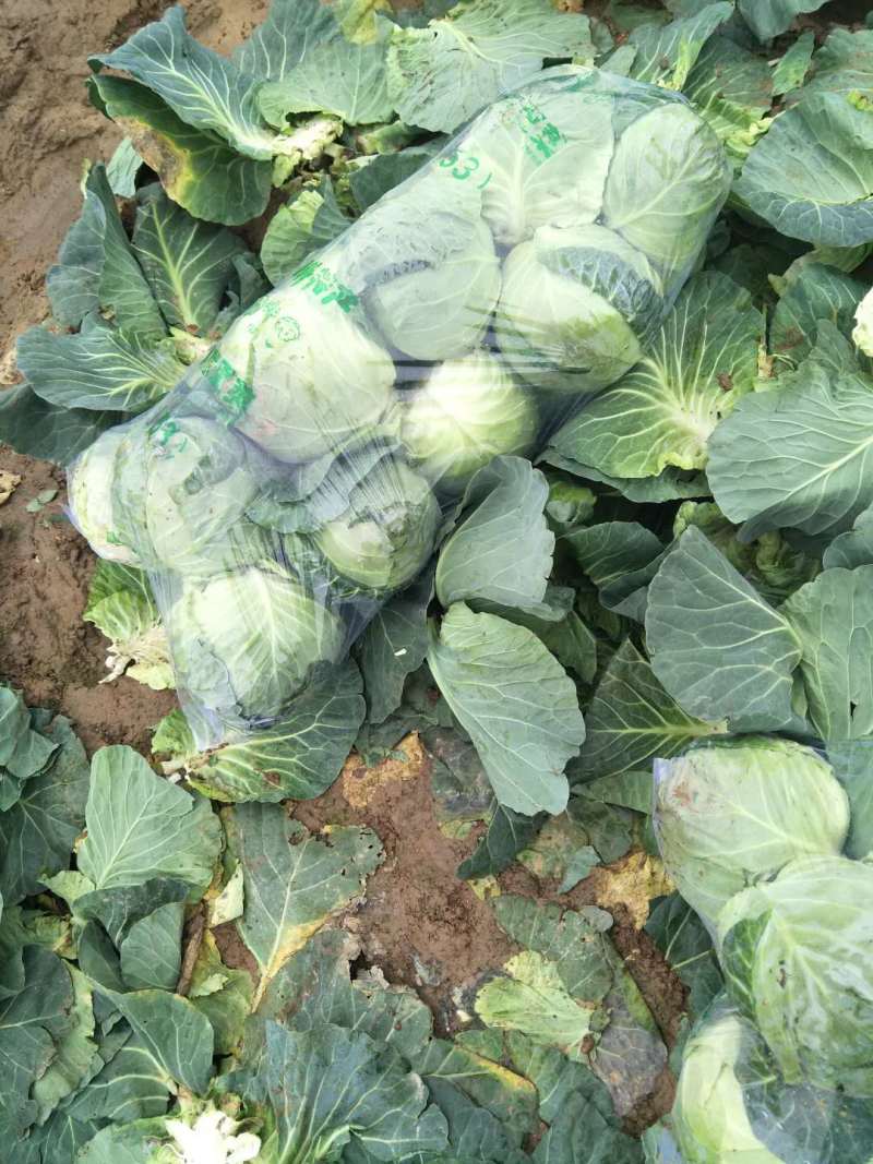 精品甘蓝基地直供菜品好支持市场加工厂量大价优