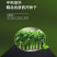 中科茂华蔬菜种子多丽西芹不空心黄绿色西芹种子亮度高