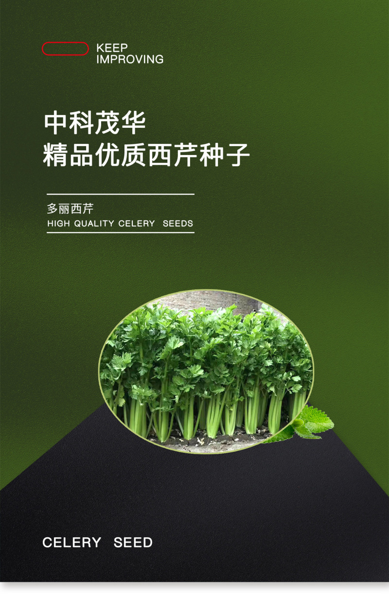 中科茂华蔬菜种子多丽西芹不空心黄绿色西芹种子亮度高