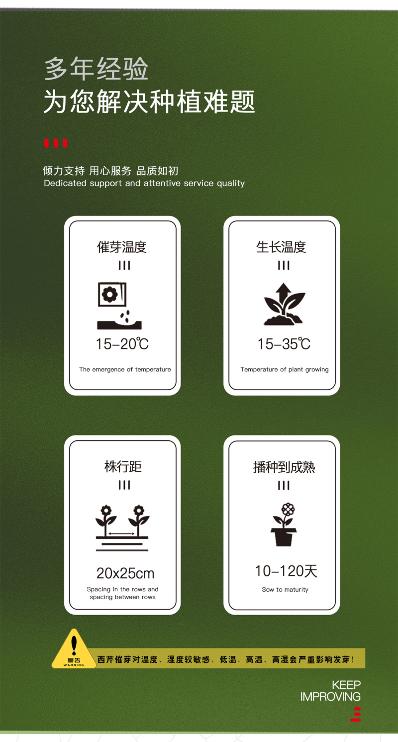 中科茂华蔬菜种子多丽西芹不空心黄绿色西芹种子亮度高