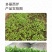 中科茂华蔬菜种子多丽西芹不空心黄绿色西芹种子亮度高