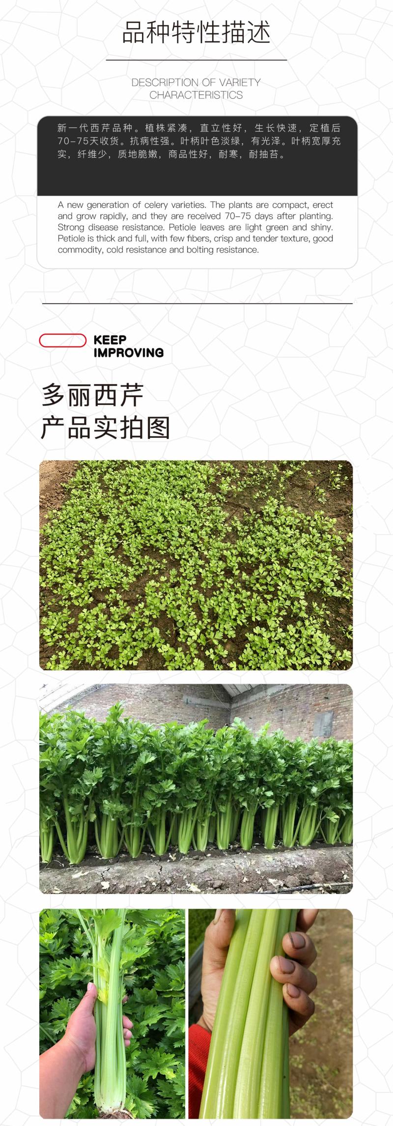 中科茂华蔬菜种子多丽西芹不空心黄绿色西芹种子亮度高