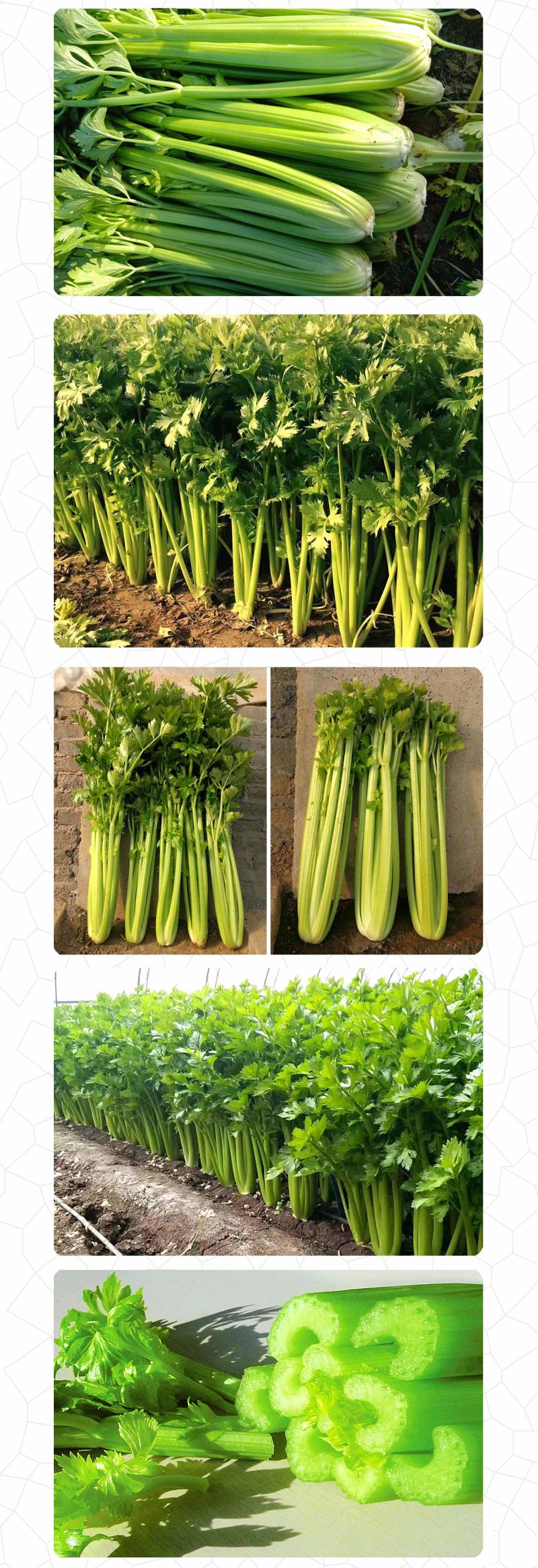 中科茂华蔬菜种子多丽西芹不空心黄绿色西芹种子亮度高