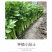 中科茂华蔬菜种子多丽西芹不空心黄绿色西芹种子亮度高
