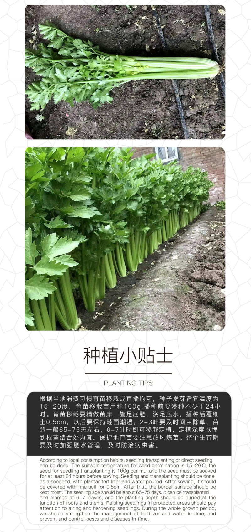 中科茂华蔬菜种子多丽西芹不空心黄绿色西芹种子亮度高