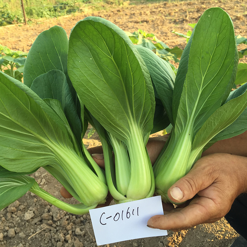 中科茂华蔬菜种子欧诺德108青梗菜种子耐湿热油菜种子