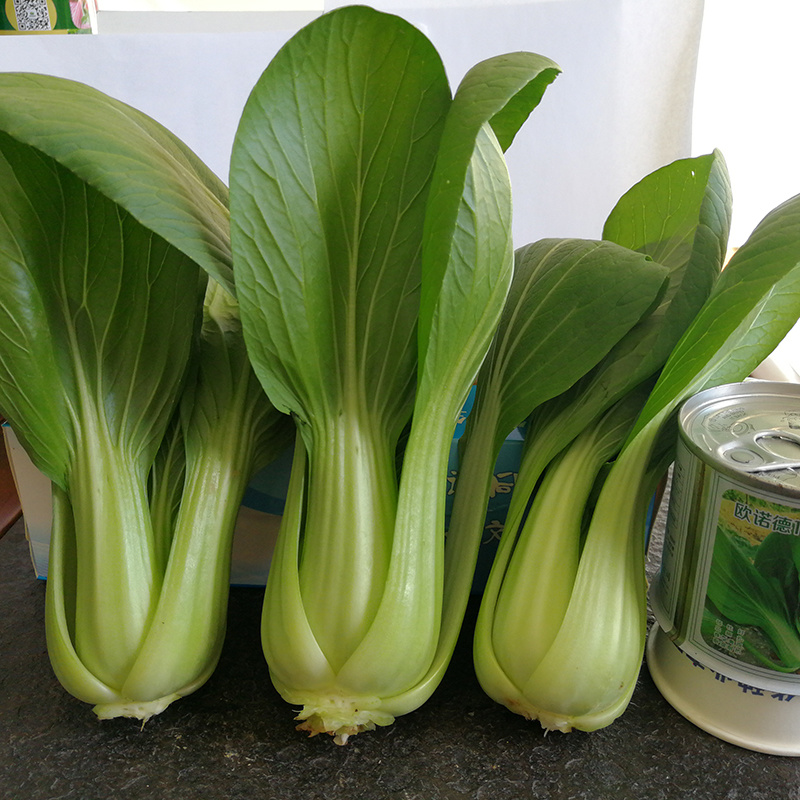 中科茂华蔬菜种子欧诺德108青梗菜种子耐湿热油菜种子