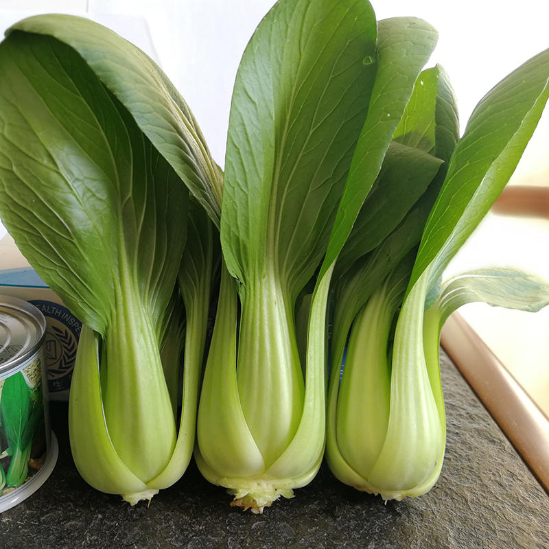 中科茂华蔬菜种子欧诺德108青梗菜种子耐湿热油菜种子