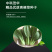 中科茂华蔬菜种子欧诺德108青梗菜种子耐湿热油菜种子