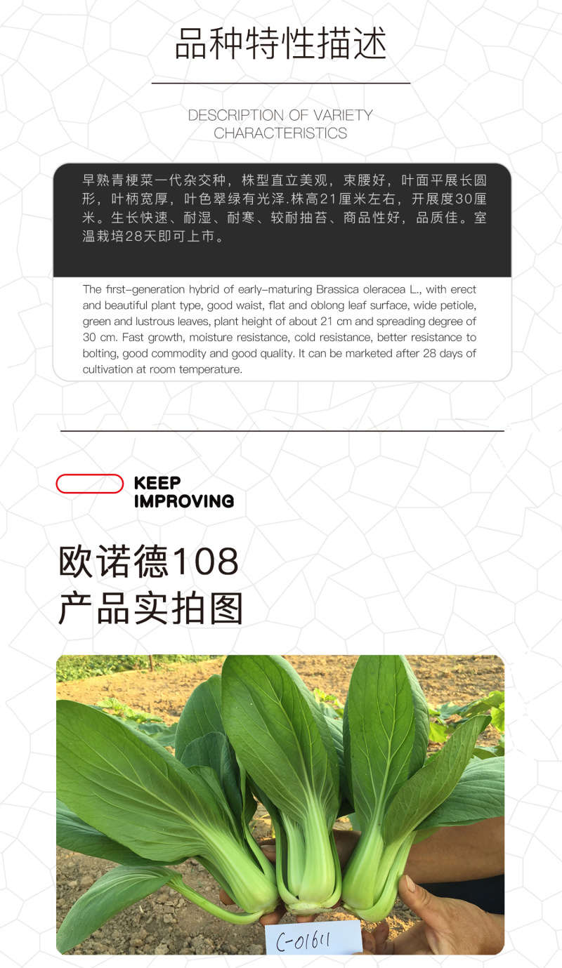 中科茂华蔬菜种子欧诺德108青梗菜种子耐湿热油菜种子